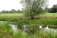 RunnymedeMeadow and Pond
