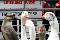 Goose Fair Chertsey @ Christmas